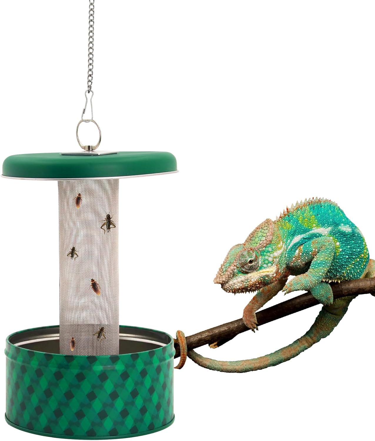 Water Dish Reptile - Feeder mit bärtigem Drachen, Chamäleon-Insektenschale, Reptilien-Feederbox,